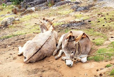 Animal resting on a field