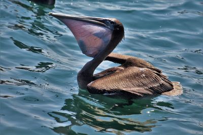 High angle view of ducks in water
