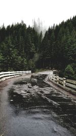 Road by river in forest against sky