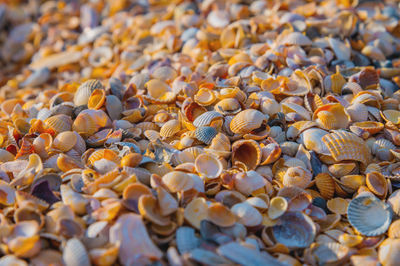 Full frame shot of seashells