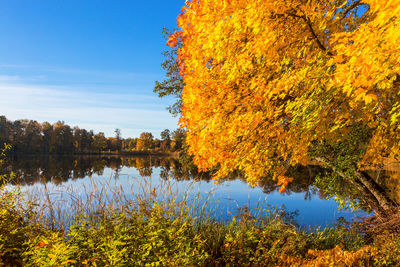 Scenic view of lake by trees during autumn