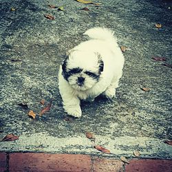 High angle portrait of dog