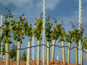Low angle view of plants growing on field against sky
