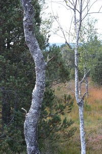 Low angle view of tree against sky