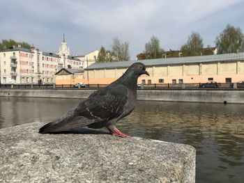 Seagull perching on retaining wall by river