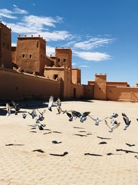 Pigeons flying in a building