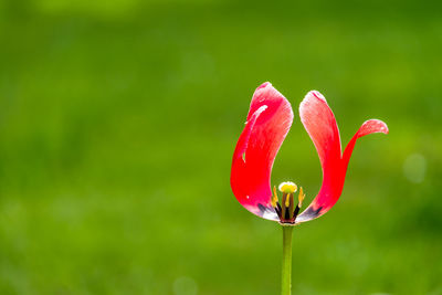 Close-up of red flower blooming outdoors