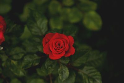 Close-up of rose blooming outdoors