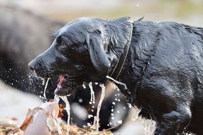 Head shot of a wet black labrador coming out of the water 