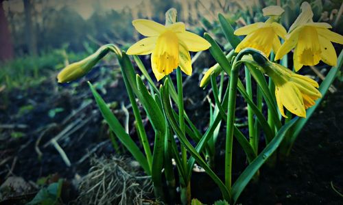 Close-up of yellow flowers blooming outdoors