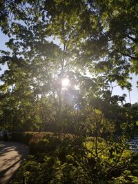 Sunlight streaming through trees in forest on sunny day