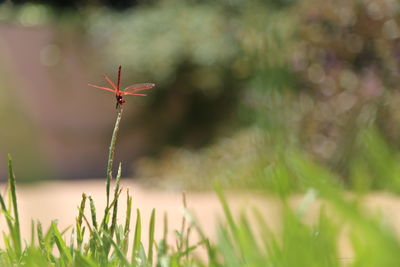 Close-up of firefly on plant