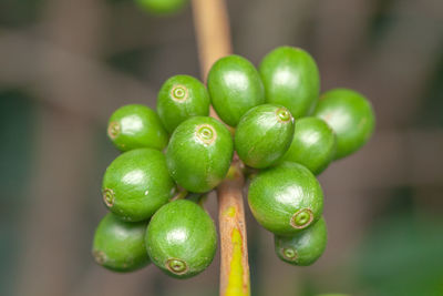 Close-up of green fruits on plant