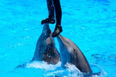 Low section of person standing on dolphins in pool during sunny day