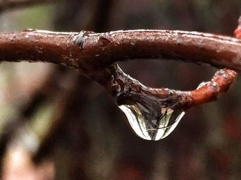 Close-up of rusty metal
