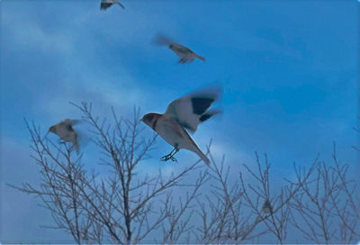 Low angle view of bird flying against blue sky