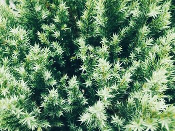 Full frame shot of plants