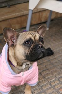 Close-up of dog