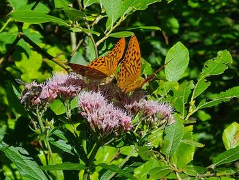 Close-up of butterfly pollinating on purple flower