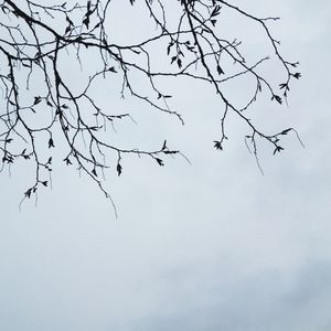 Low angle view of bare trees against sky