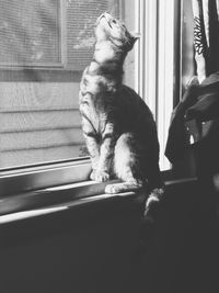 Close-up of cat sitting on window sill