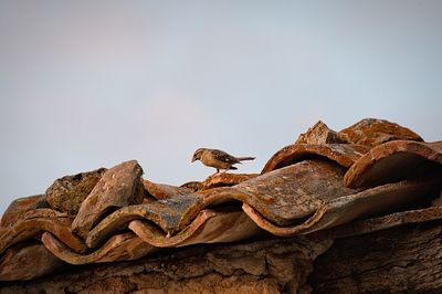 Low angle view of a bird on rock