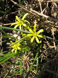 Close-up of plants growing outdoors