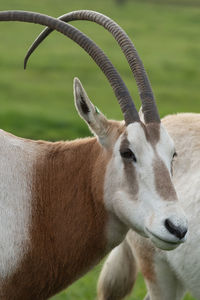 Close up portrait of a scimitar horned oryx 