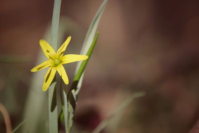 Close-up of yellow flowering plant