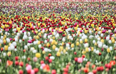 Full frame shot of multi colored tulips on field