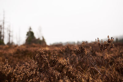 Close-up of plants growing on field against sky