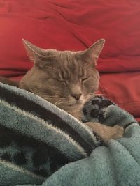 Close-up of cat sleeping