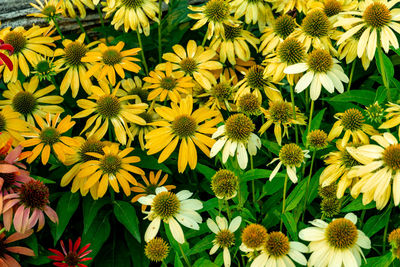 Close-up of flowers