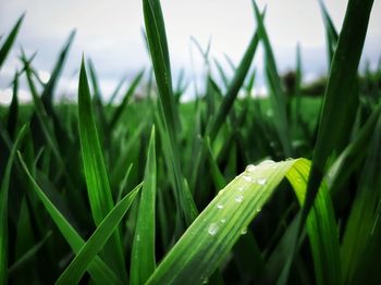 Close-up of raindrops on grass