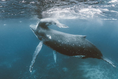 Whale with young one swimming in sea