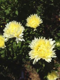 Close-up of yellow flowering plant