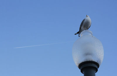 Low angle view of seagull flying against clear blue sky