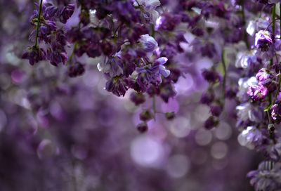 Close-up of purple flowers on branch