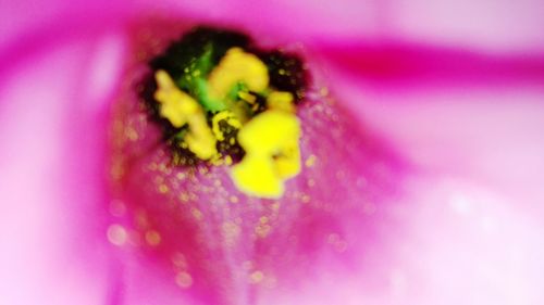 Close-up of insect on purple flower