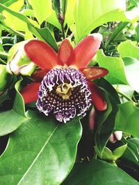 Close-up of flowering plant