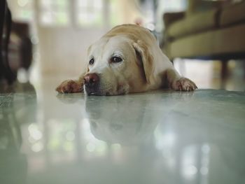 Close-up of a dog