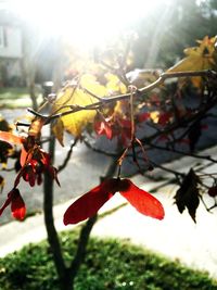 Close-up of leaves on tree