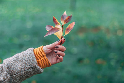 Close-up of hand holding autumn leaves