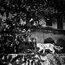 Dog by plants against trees