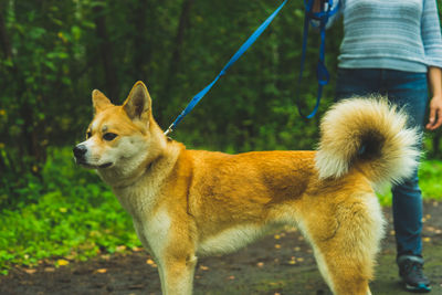 Akita inu on a walk with the owner