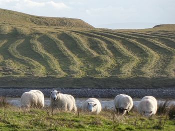 Sheep in a field