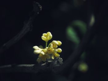 Close-up of flowers