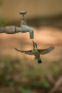 Close-up of bird flying by faucet outdoors