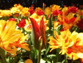 Close-up of yellow tulips blooming outdoors
