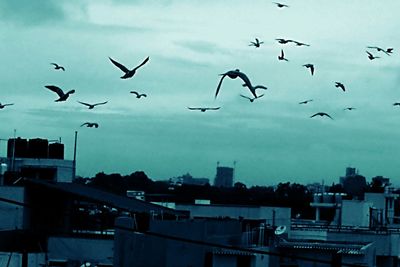 Low angle view of birds flying in sky